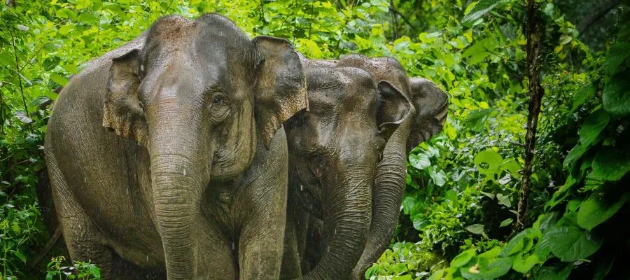 A majestic view of a male elephant crossing roads of Mudumalai national park in Tamil Nadu.
