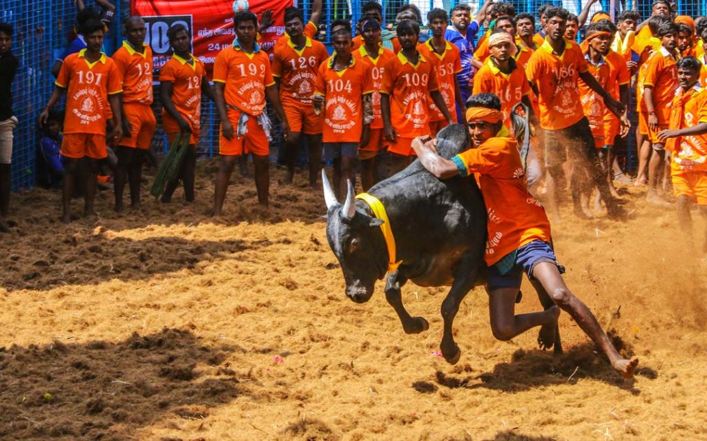 Competitors taking part in the bull taming sport of Jallikattu in AVANYABURAM near Madurai