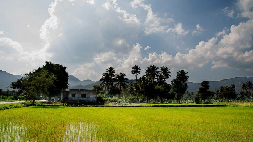 A scenic view of Paddy fields at Javadi hills in the state of Tamilnadu.