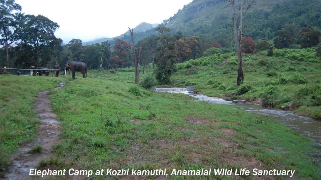 Elephant camp at Kozhikamuthi in Anamalai Wildlife Sanctuary 