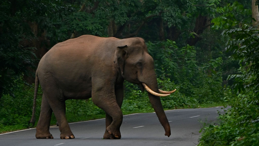 A majestic view of a male elephant crossing roads of Mudumalai national park in Tamil Nadu.