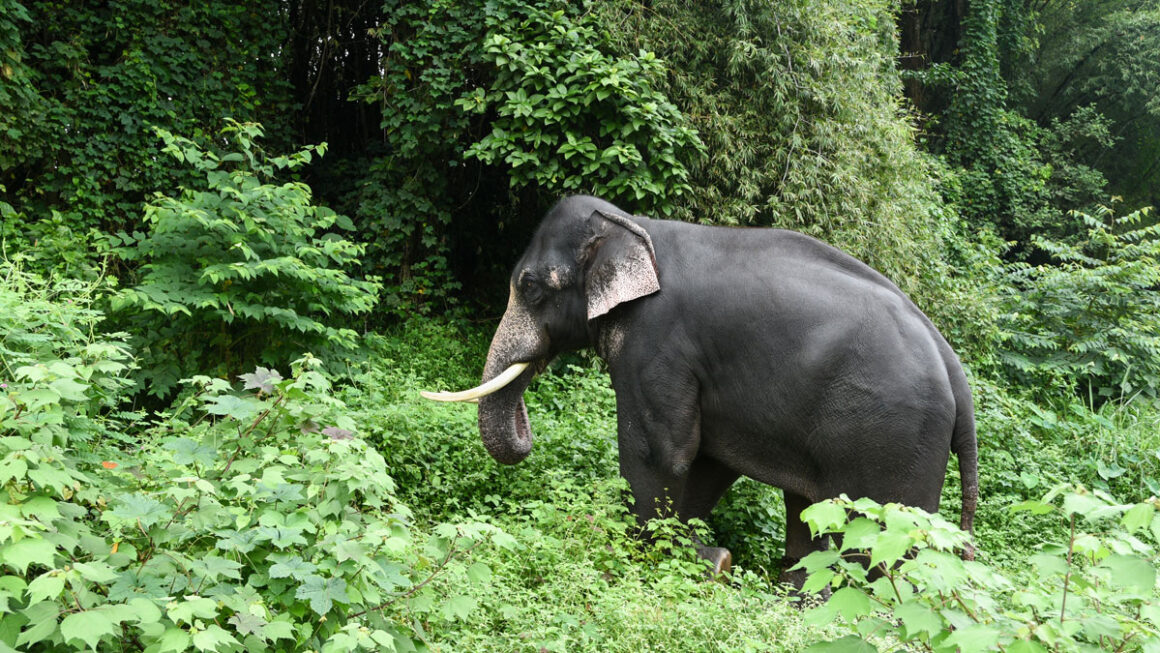 Popular National Parks and Wildlife Sanctuaries in Tamilnadu