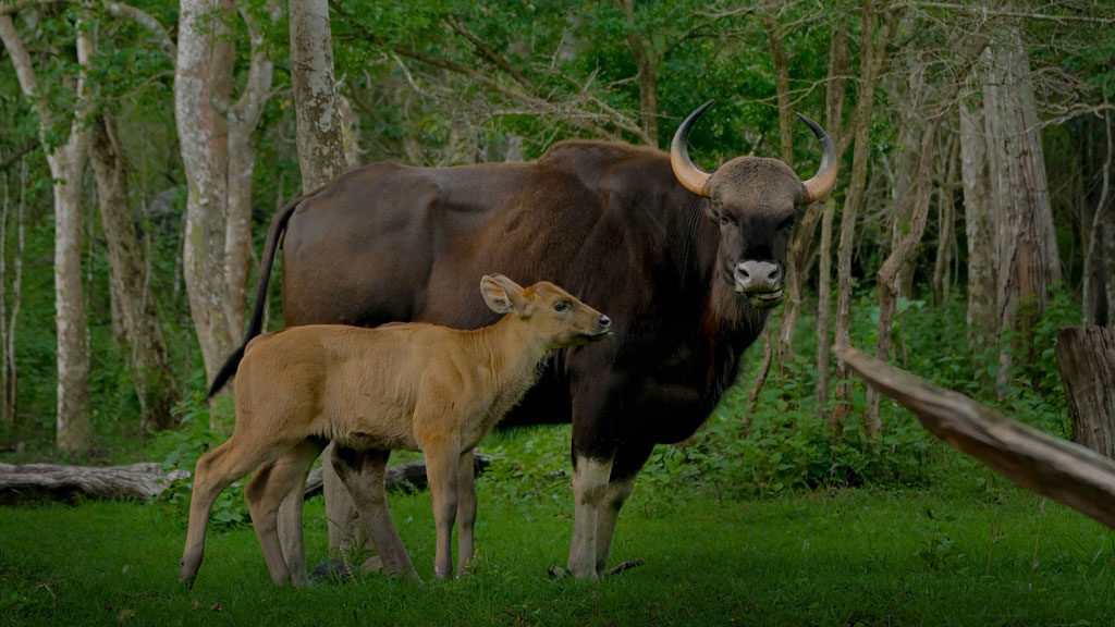 Bisons in Mudumalai National Park and Wildlife Sanctuary in Tamil Nadu.