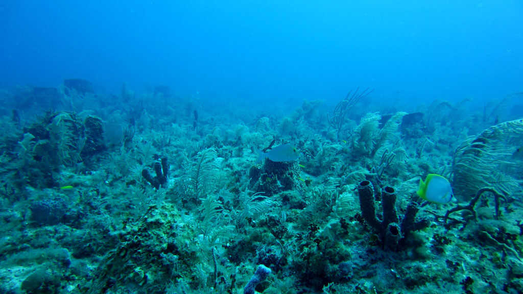Soft corals, algae, fish ( a doctorfish and butterflyfish), and sponges in a highly diverse reef scene.