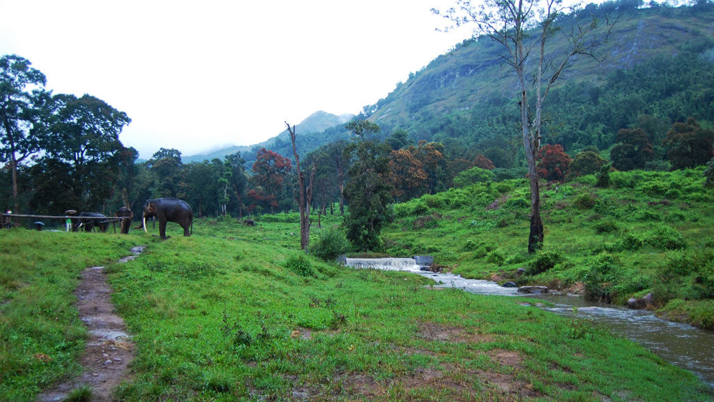 Elephant Camp at Kozhikamuthi near Indira Gandhi Wildlife Sanctuary & National Park in Tamil Nadu.
