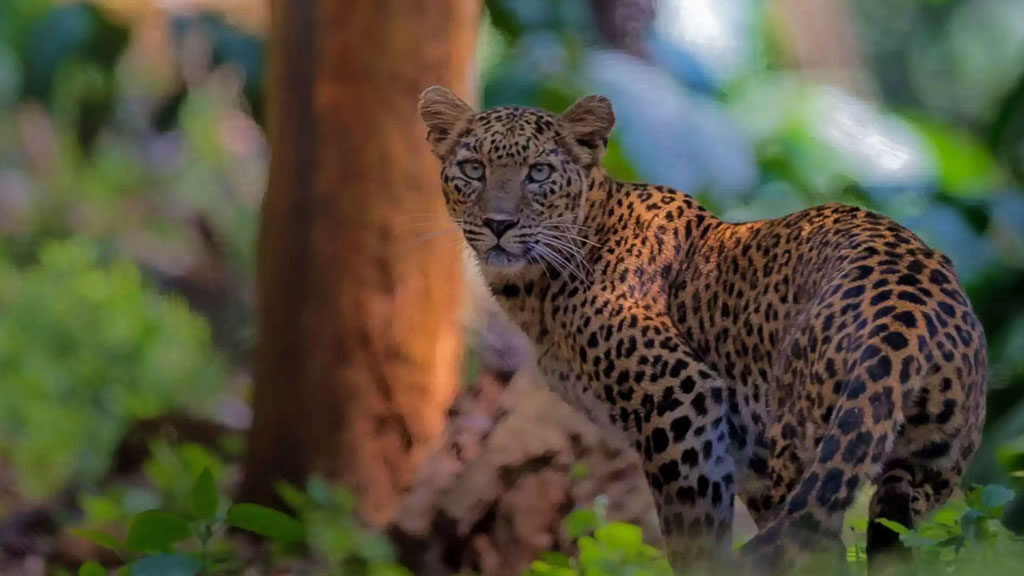 A mighty view of a leopard in the forest of Mudumalai wildlife sanctuary.