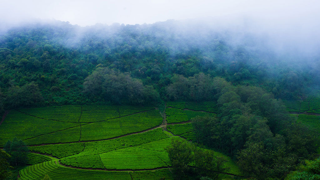 A gorgeous view of lush green tea plantations of Megamalai Hill Station in Tamilnadu