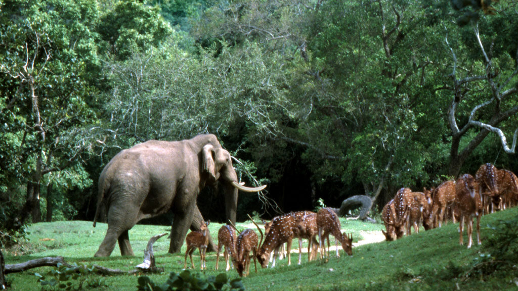A glimpse of Asian male elephant and spotted deers in Mudumalai National Parks and Wildlife Sanctuaries in Tamilnadu
