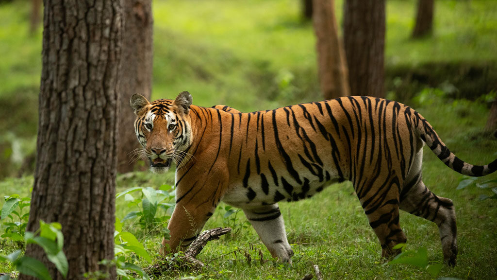 A mighty Bengal tiger roaming in the forests of Sathyamangalam Wildlife Sanctuary in Tamilnadu.