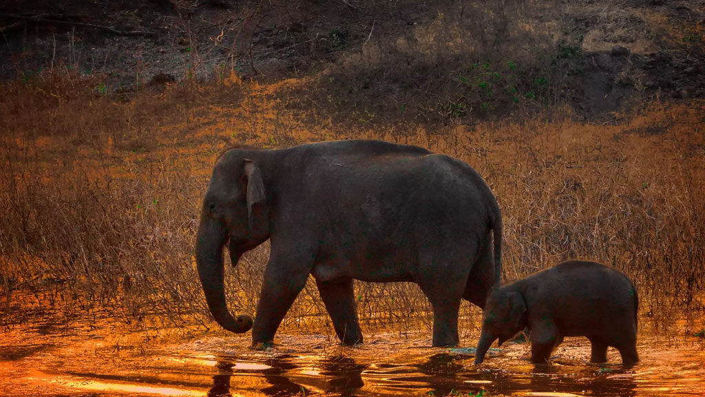 A scenic view of a female elephant walking with its baby elephant in Mudumalai National Park
