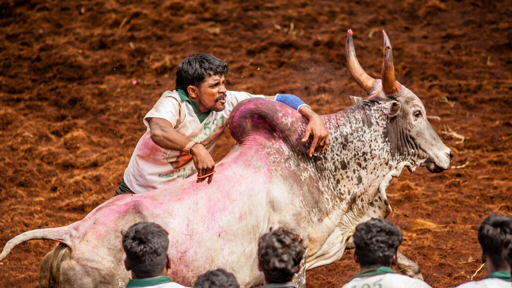 A young brave men taming the bull