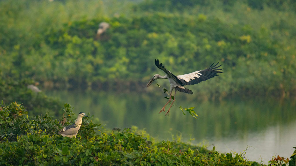An enchanting view of migratory birds at Karikili Birds Sanctuary in the Chengalpattu District of Tamil Nadu. 