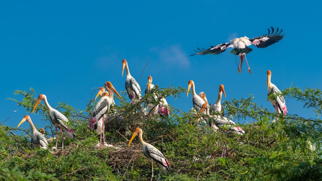 An enchanting view of migratory birds at Koonthankulam Bird Sanctuary in the Tirunelveli district of Tamil Nadu.