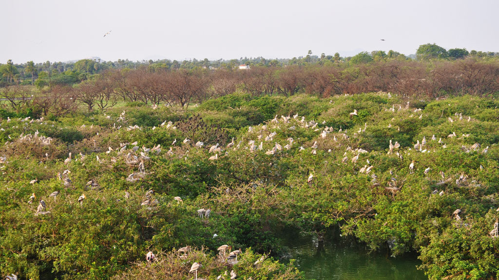 A picturesque view of migratory birds at Vedanthangal Birds Sanctuary in the Chengalpattu District of Tamil Nadu.