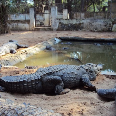 Amaravathy Crocodile park