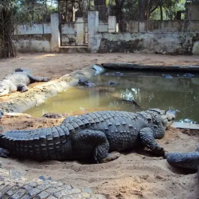 Amaravathy Crocodile park