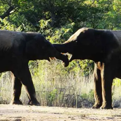 Arignar Anna Zoological Park