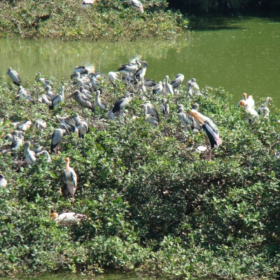 Chitrangudi Bird Sanctuary