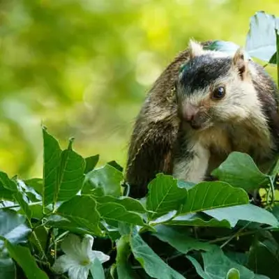 Grizzled Squirrel Sanctuary