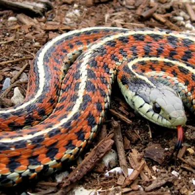 Guindy Snake Park