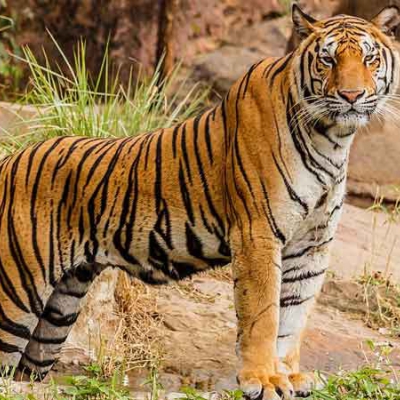 Kalakad Mundanthurai Tiger Reserve