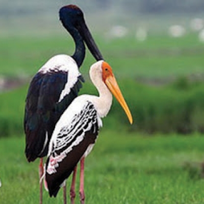 Kanjirankulam Bird Sanctuary