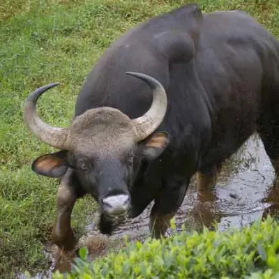 Kanyakumari Wildlife