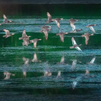 Karaivetti Bird Sanctuary