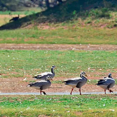 Koonthankulam Bird Sanctuary
