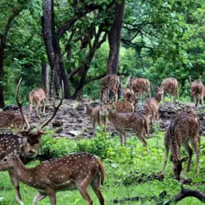 Mudumalai - Tamilnadu
