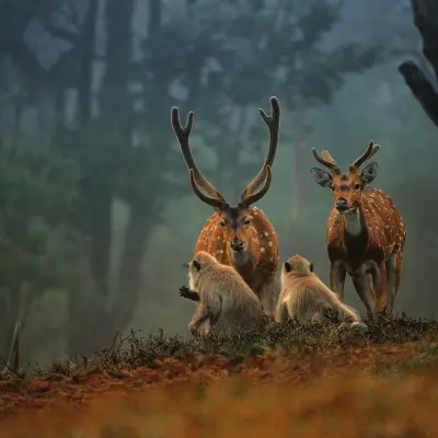 Mukurthi National Park