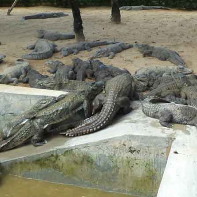 Sathanur crocodile farm