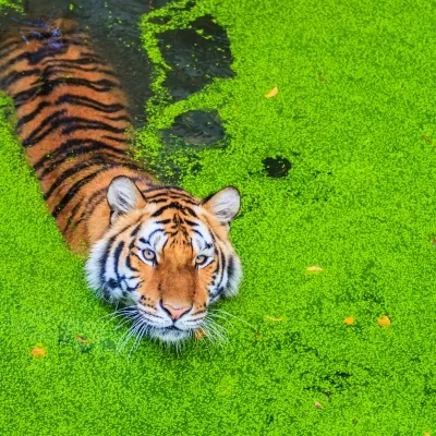 Sathyamangalam Tiger Reserve
