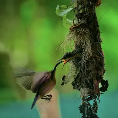 Vadavoor Bird Sanctuary