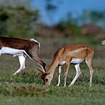 Vallanadu Wildlife