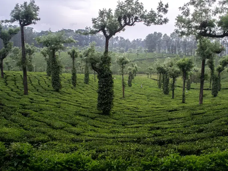 Valparai