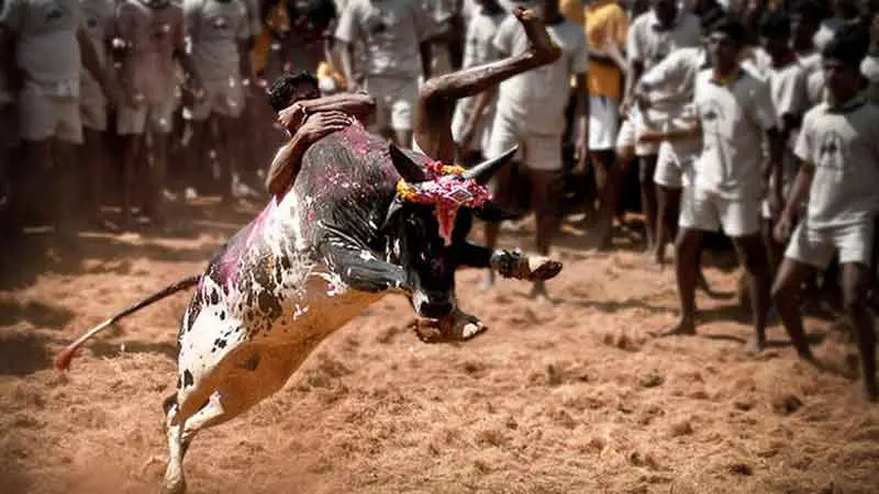 Jallikattu (Bull Fight)