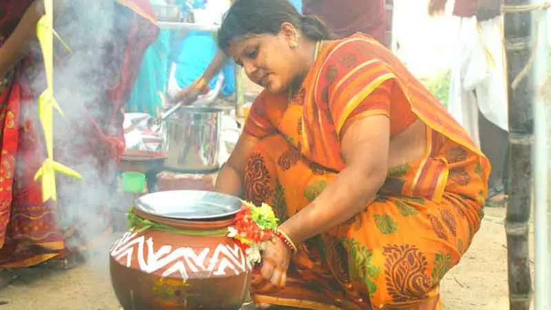 Thai Pongal Festival