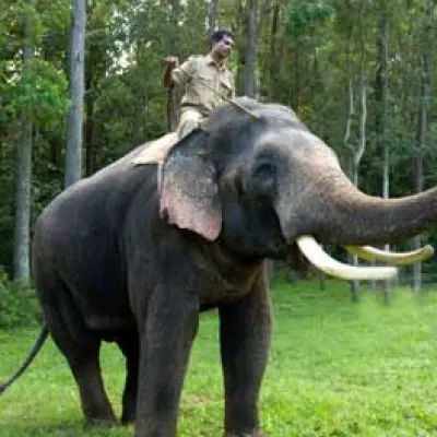 yelagiri