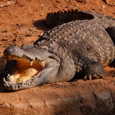 Crocodile park