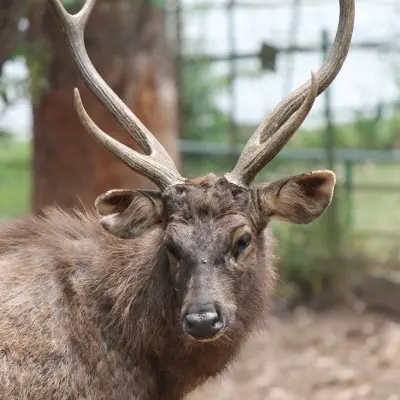 Deer Park