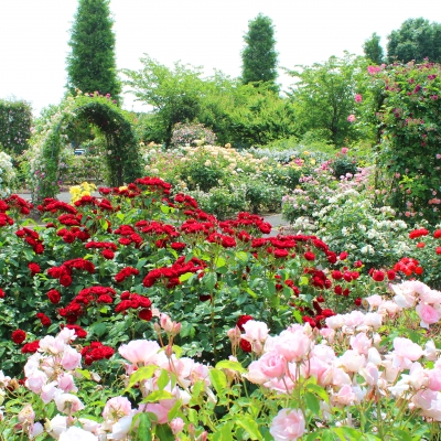 Rose Garden Ooty