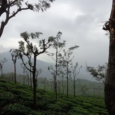 Tea Park Ooty