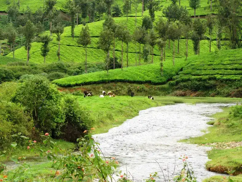 Coimbatore - Tamilnadu Wildlife Sanctuaries Tour Packages - Taminadu Tourism Travel