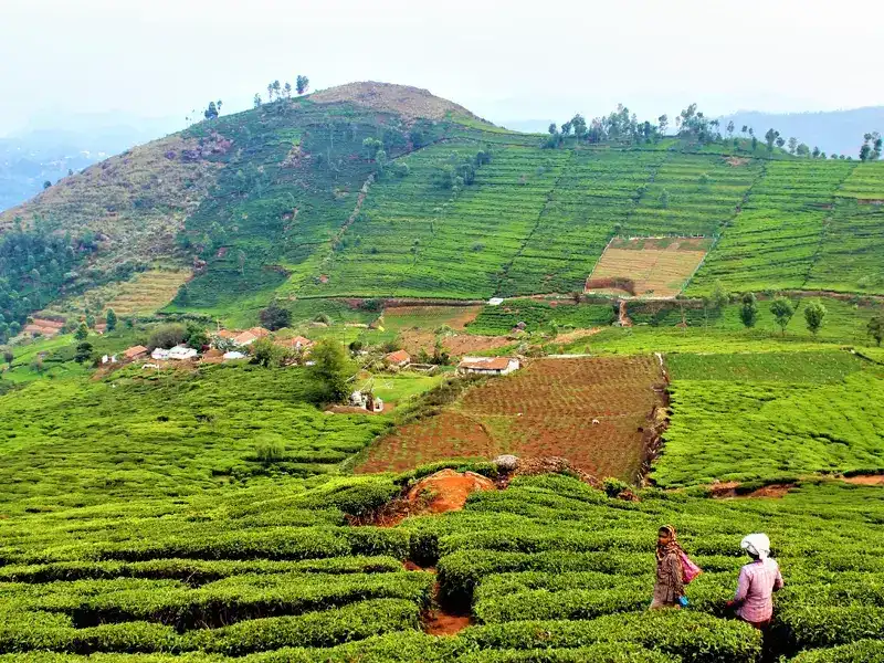 Kodaikanal, Ooty - Honeymoon in Tamilnadu - Taminadu Tourism Travel