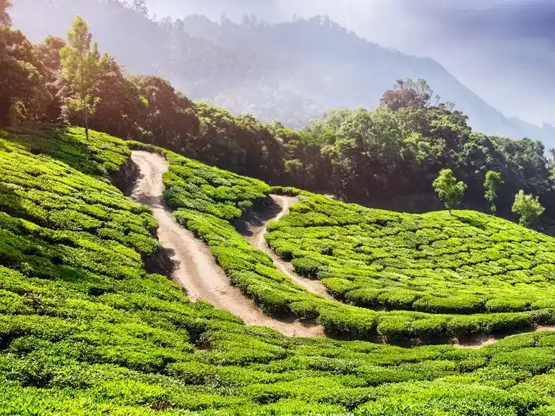 Enchanting Honeymoon Tour - Tamilnadu Tourism Travel