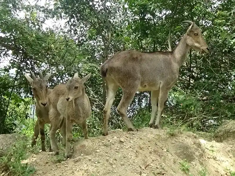 Coimbatore, Indira Gandhi Wildlife Sanctuary and National Park - Tamilnadu Wildlife Sanctuaries Tour Packages - Taminadu Tourism Travel