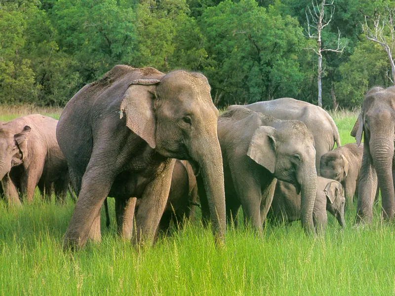 Mudumalai - Tamilnadu Wildlife Sanctuaries Tour Packages - Taminadu Tourism Travel