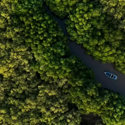 Pitchavaram Mangrove Forests