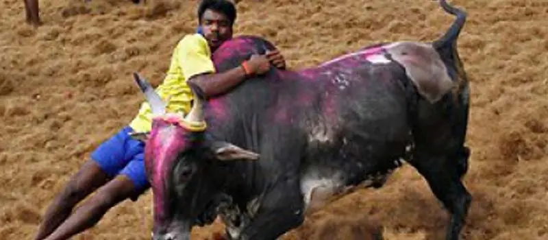 Jallikattu Bull Festival